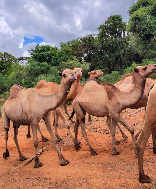 Camels
