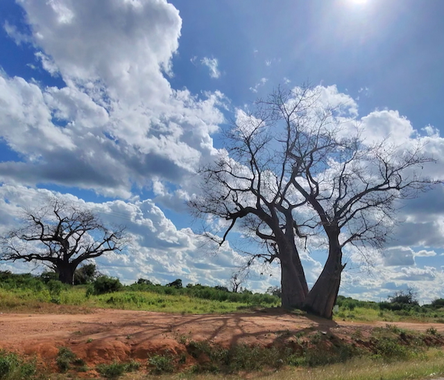 Baobab5