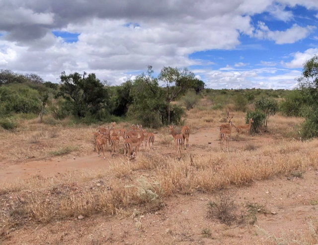 Gazelles
