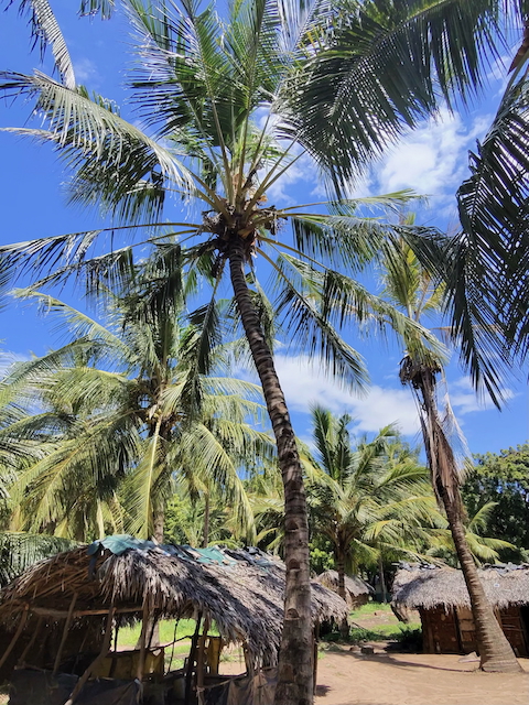 Palms