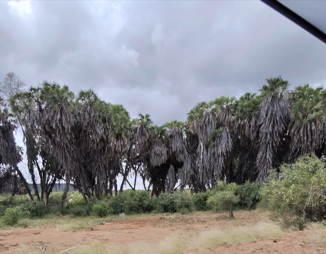 Tsavo Trees