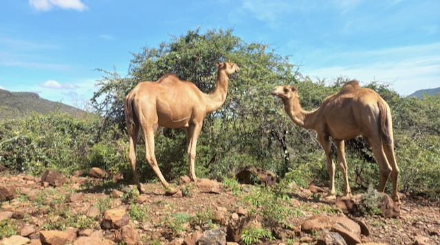 Camels