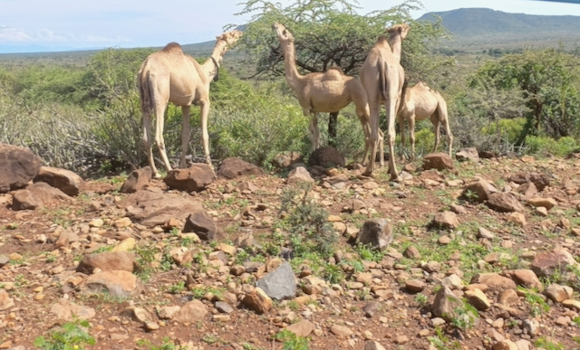 Camels1